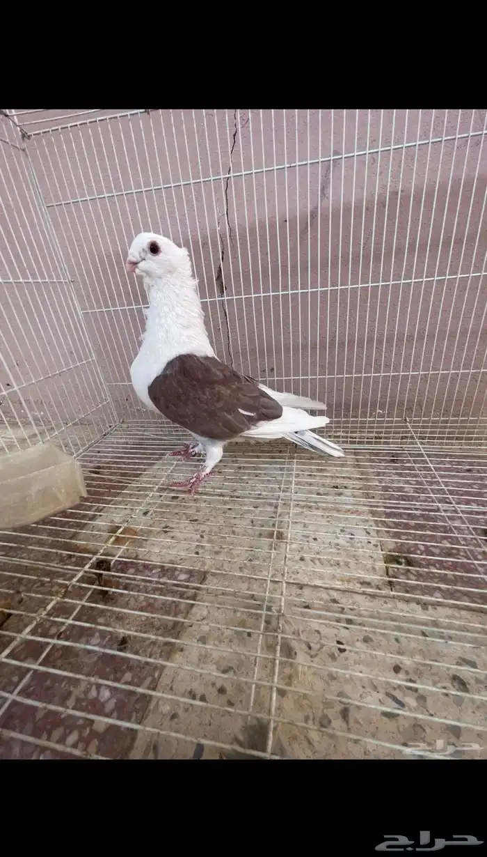 جوز حمام زينه صفاق 2