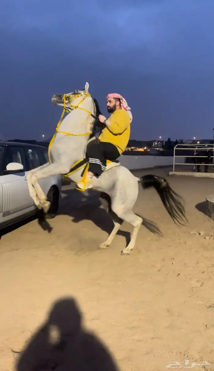 حصان شعبي حار جدا 4