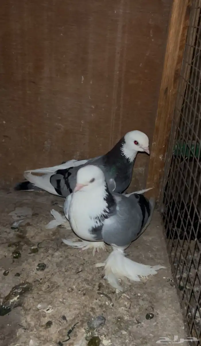 حمام صفاقي 2