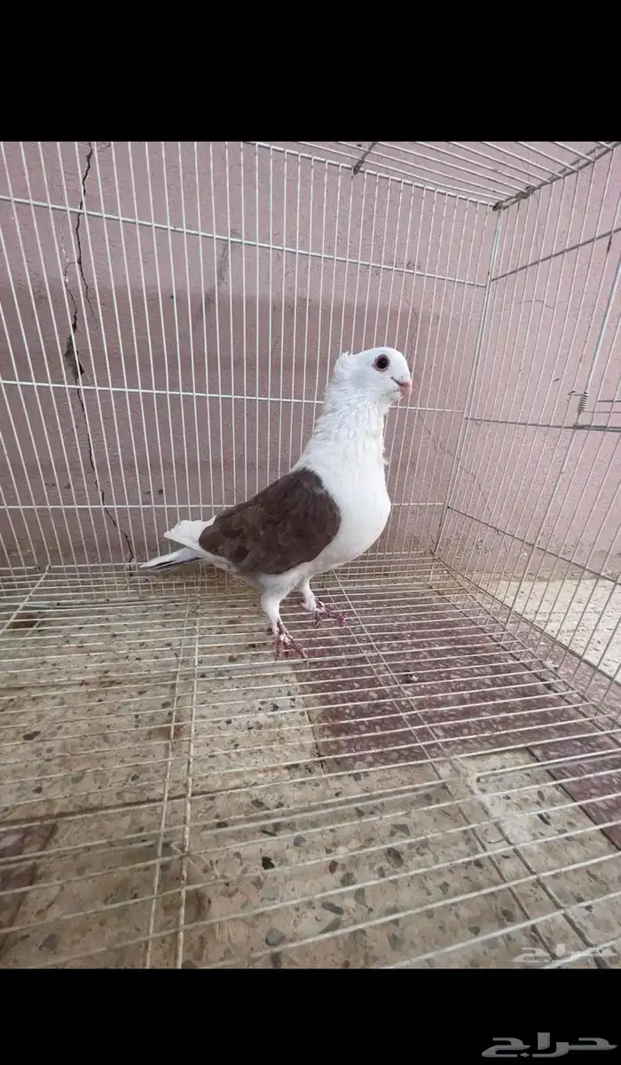 جوز حمام زينه صفاق 1