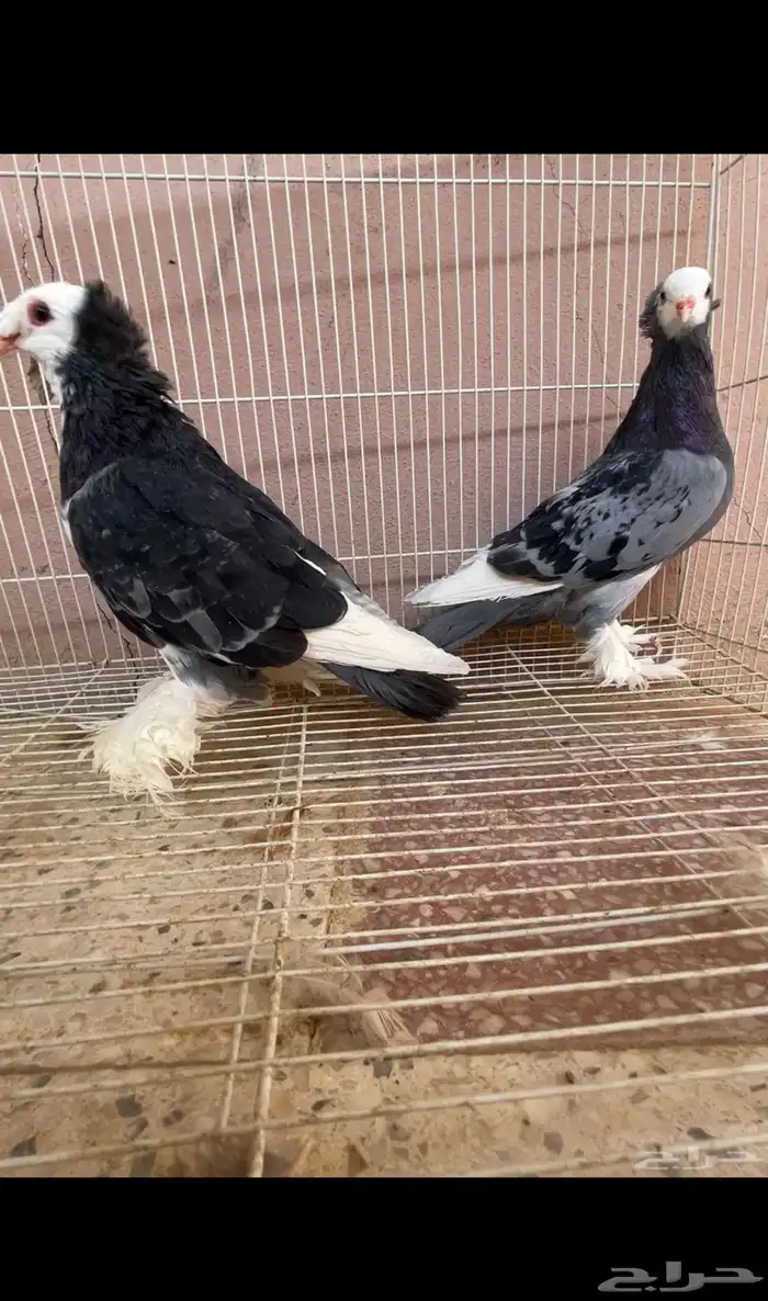 جوز حمام زينه صفاق 0