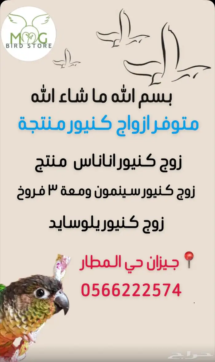 ازواج كنيور منتجة تم الغاء البيع بسبب وضع البيض 0