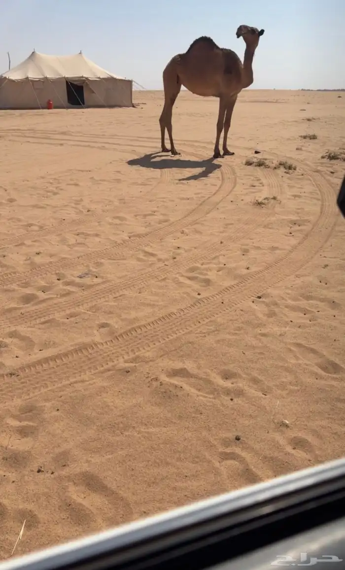 ابل 0