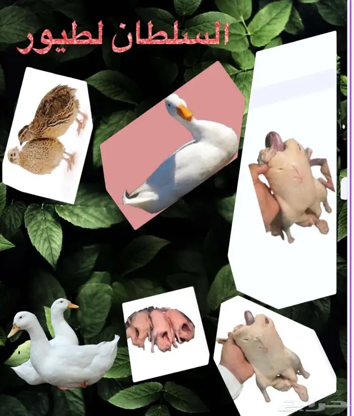 يوجد لدينا بط بكيني 0