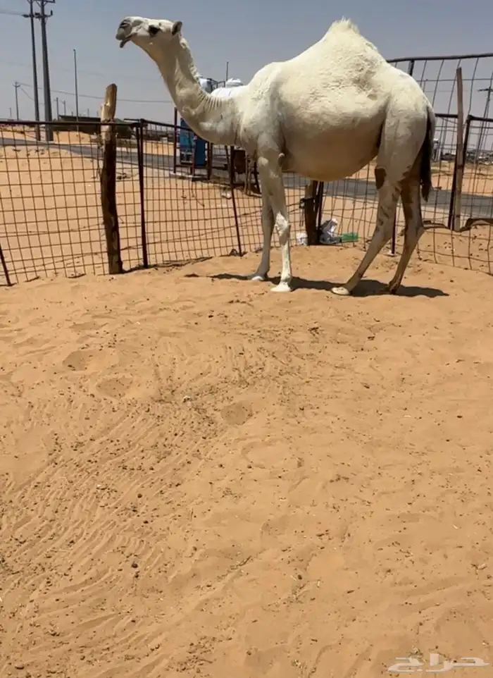 القحه كفو 0