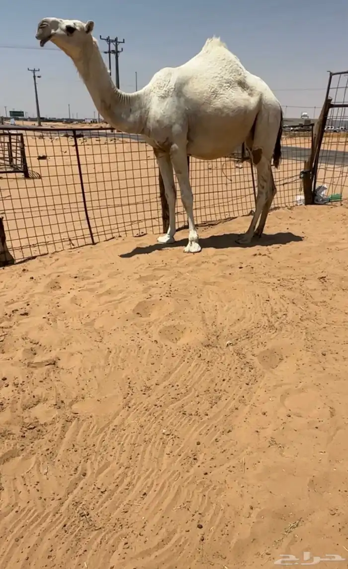 القحه كفو 1