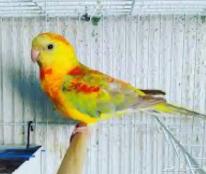 زوج براكيت منتج 2