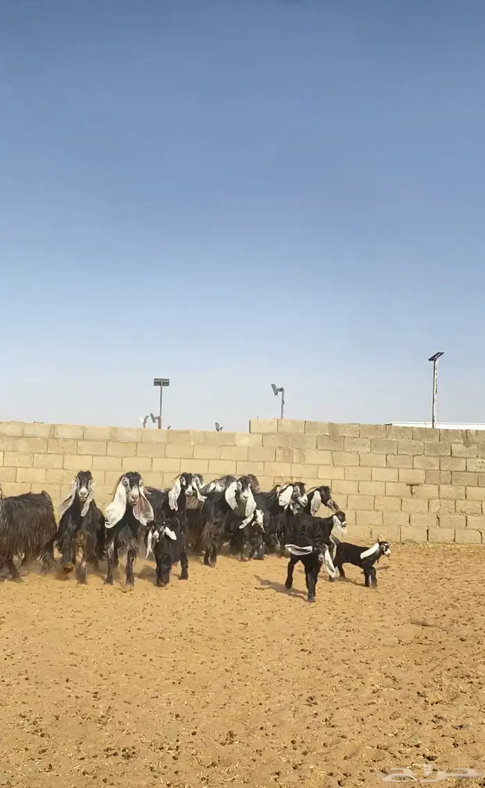 معزا خلفات صنف 2