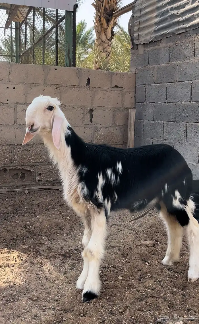 رخل صنف فاخره 1