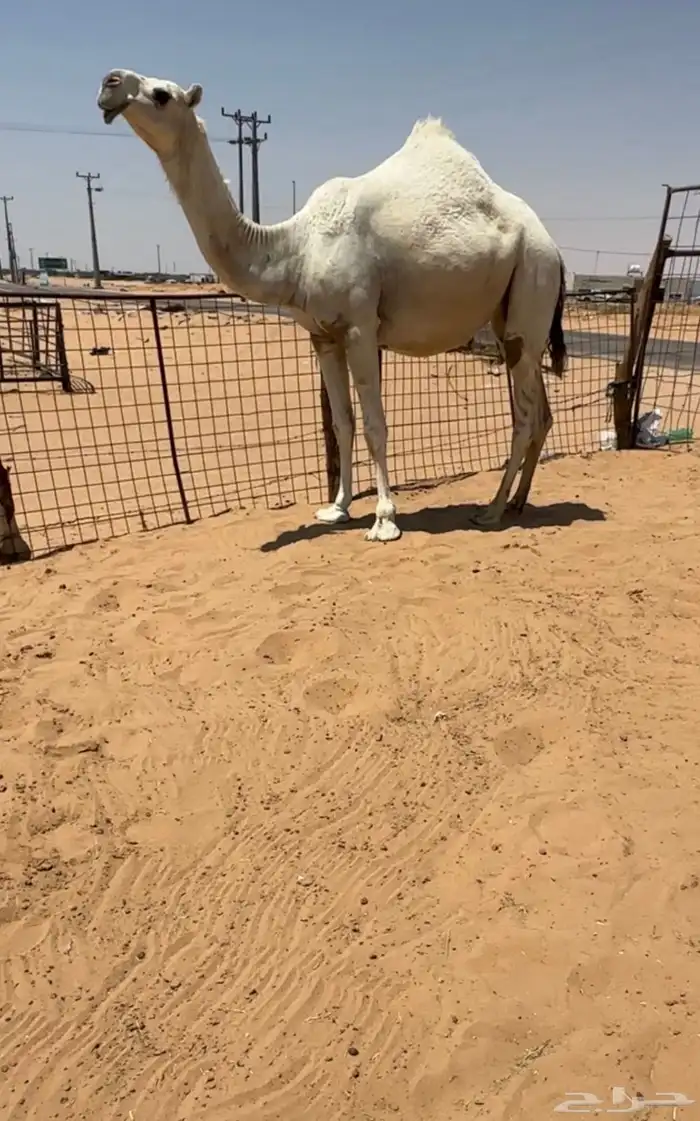 القحه كفو 2