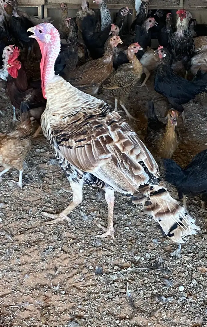 المشاعله 0