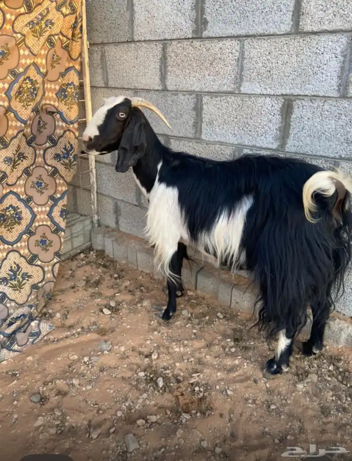 عنز مشروكه طيبه تم البيع 1