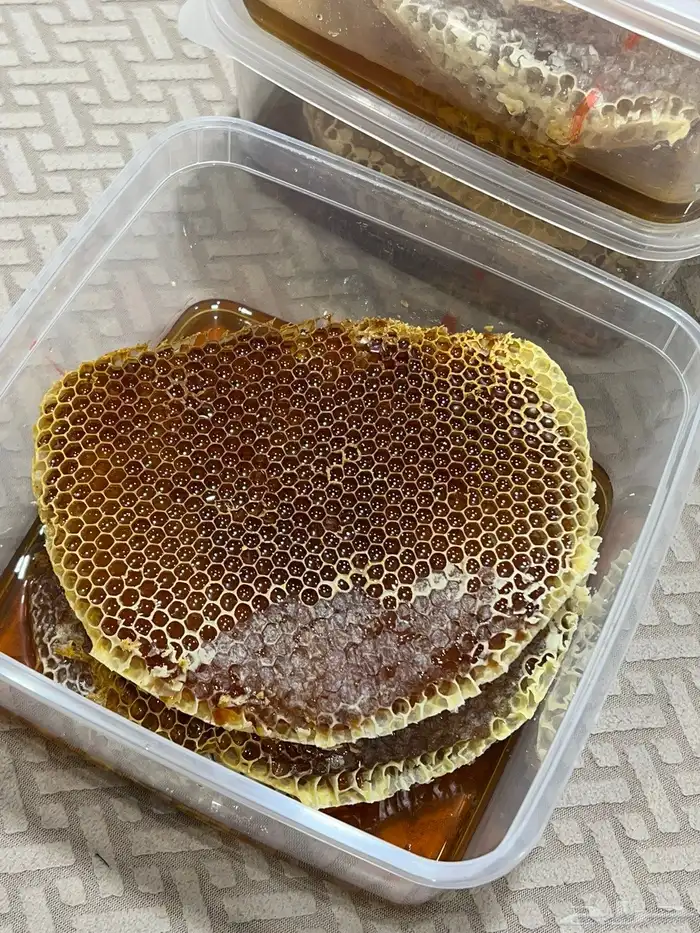 عسل سدر شرط الشرط 2