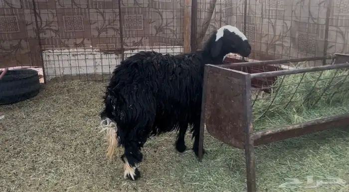 للبيع رخل نجدية جبره شحم وحايل 0