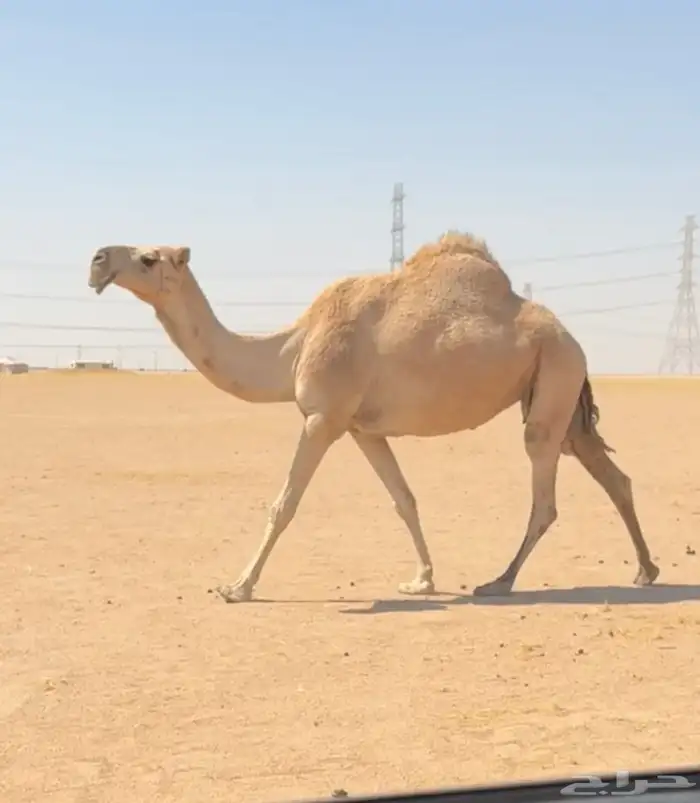 شقحاء باتليه 0