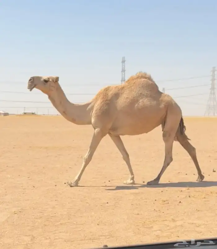 شقحاء كفوو عدال وطفاح ضريبه 0