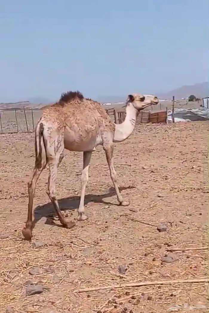 بكرة لبنيه ابوها شاهين المحياوي. وامها بنت ولد حبيب جهينه 0