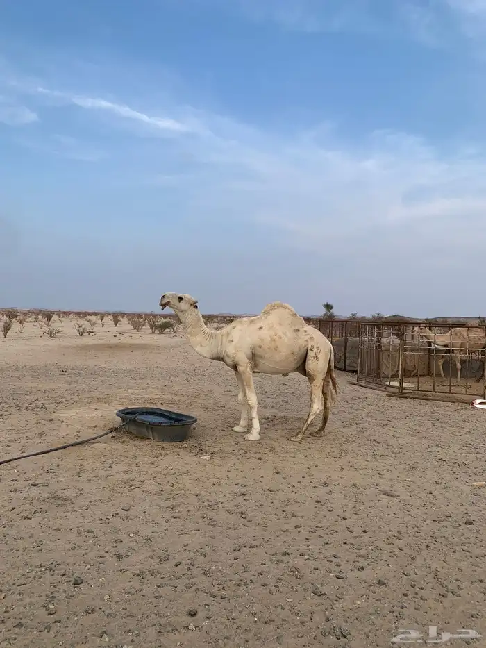 للبيع بعير اوضح كفو 0