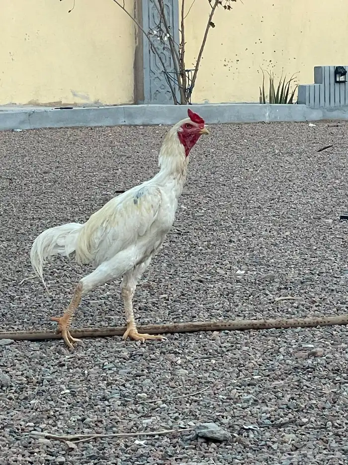 بط بكيني   ديك بكستان 4