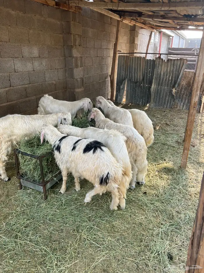 خرفان 1