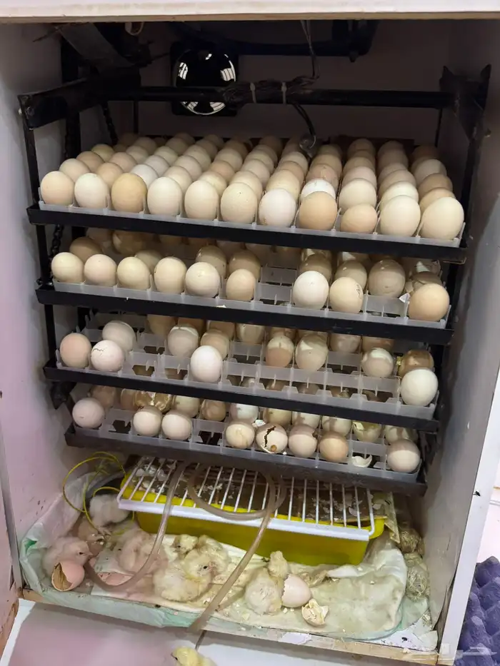 فقاسة فل تماتيك 325 بيضه 1