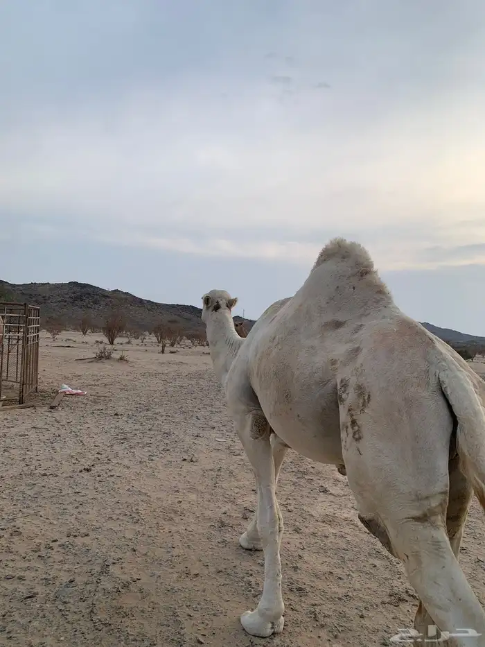 للبيع بعير اوضح كفو 1