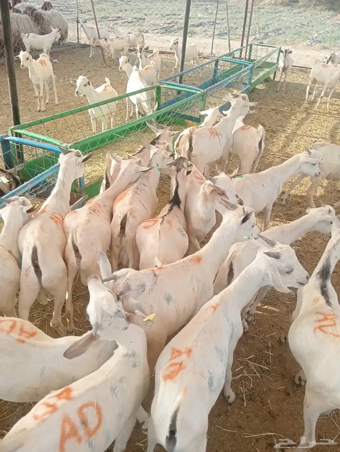 حلال قعدان وتيوس للزواج للمناسبات أسعار طيبه 7