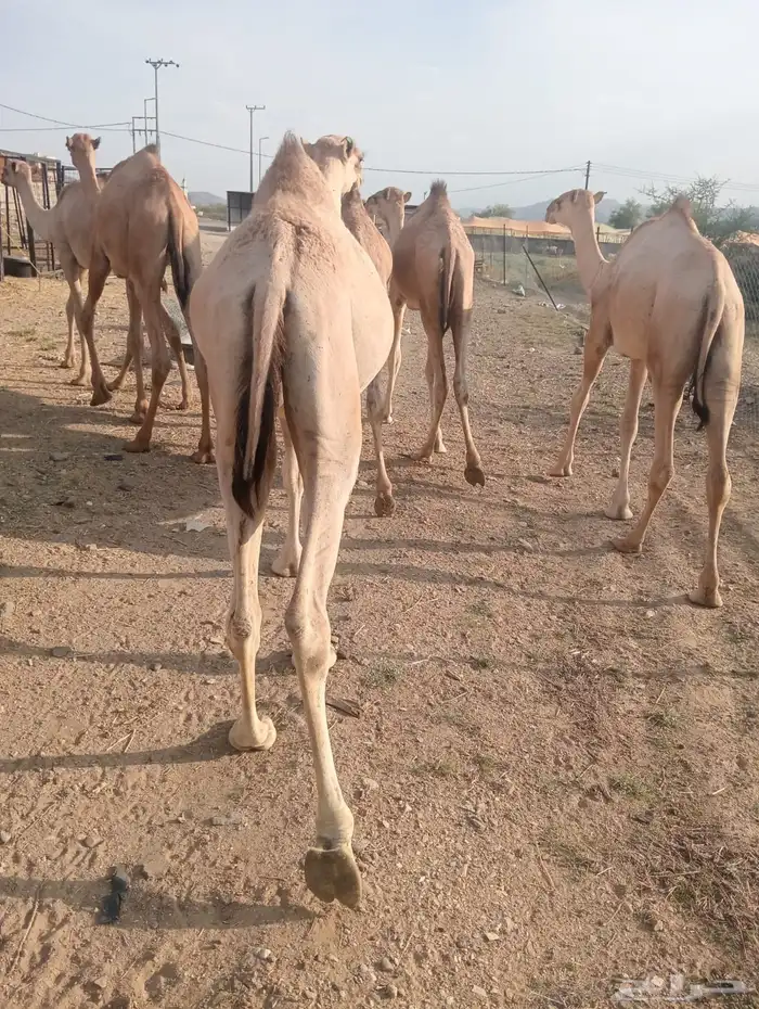 قعدان صومالي للزواجات والمناسبات 1