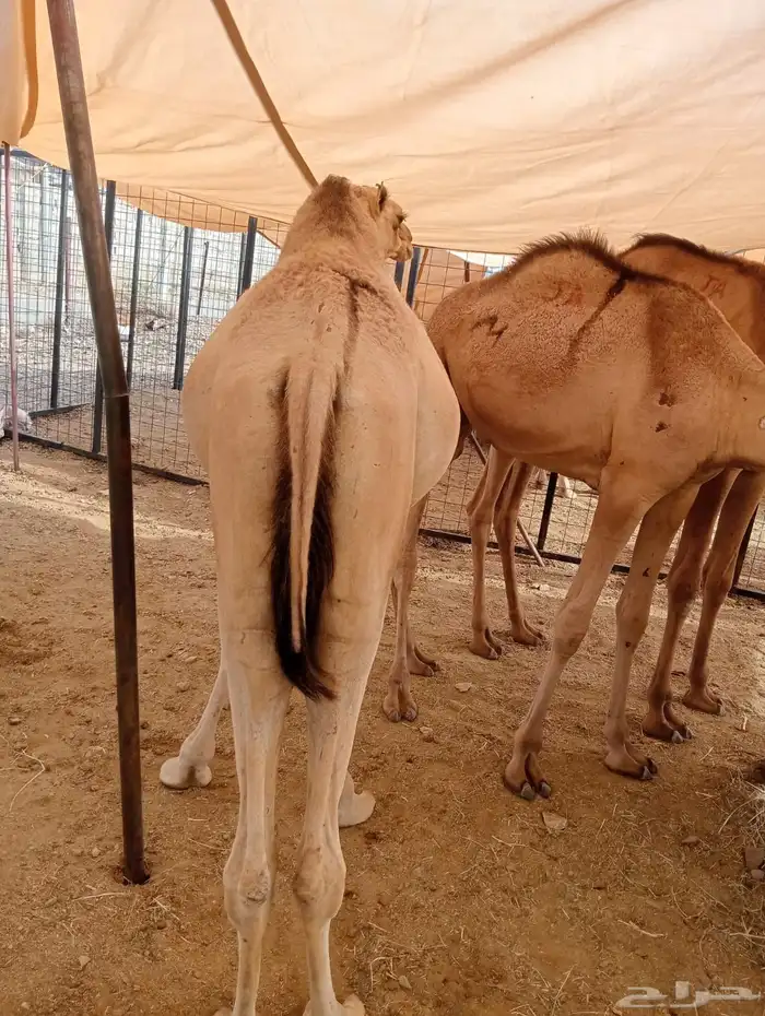 قعدان صومالي للزواجات والمناسبات 5