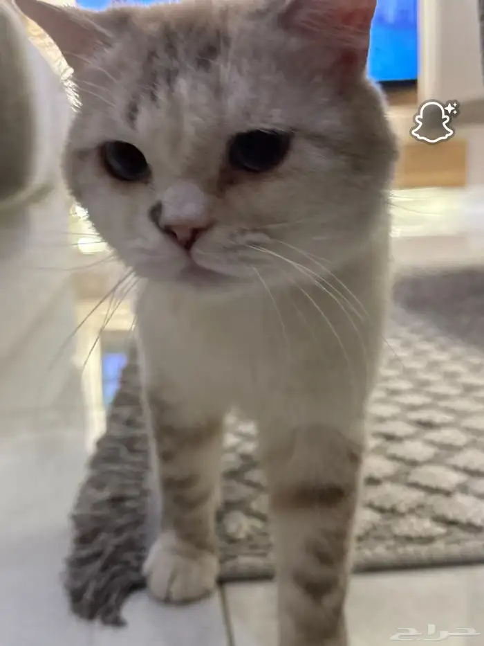 قط للتبني ذكر 0