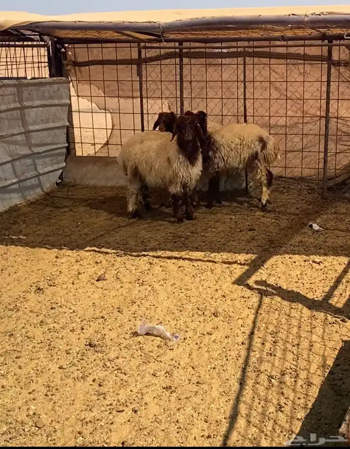 رخال نعيم 2