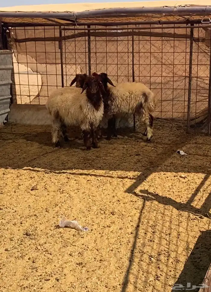 رخال نعيم 0