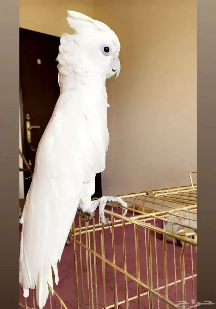 كوكاتو ببغاء   تممم البيع 7