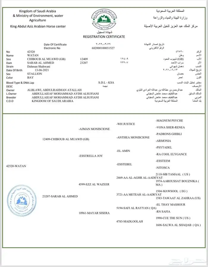 حصان واهو للبيع 3