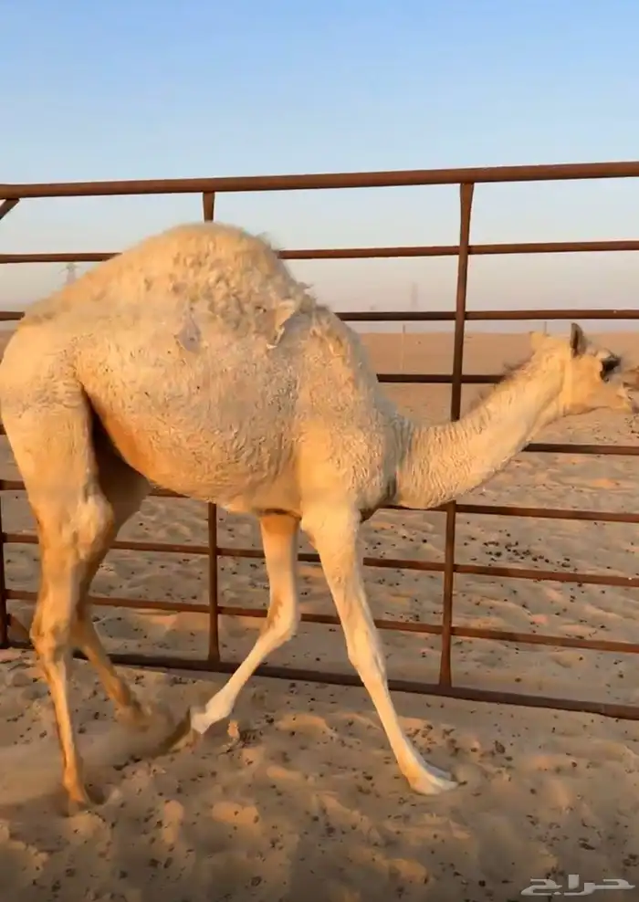 حواره بكره علي حليب امها 0