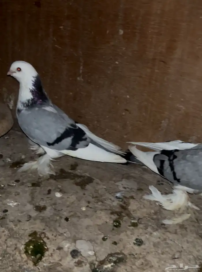 حمام صفاقي 0
