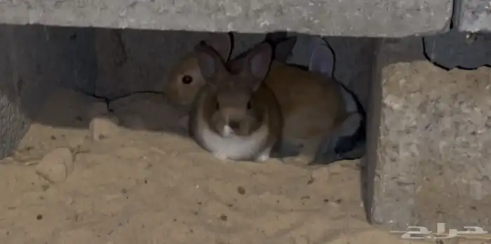 ارانب بلدي 5