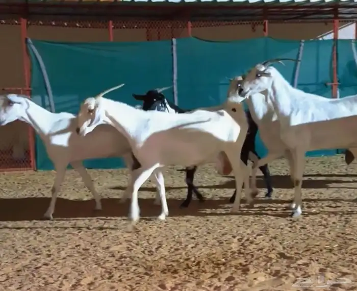 معزا بيشيات دفيع 3