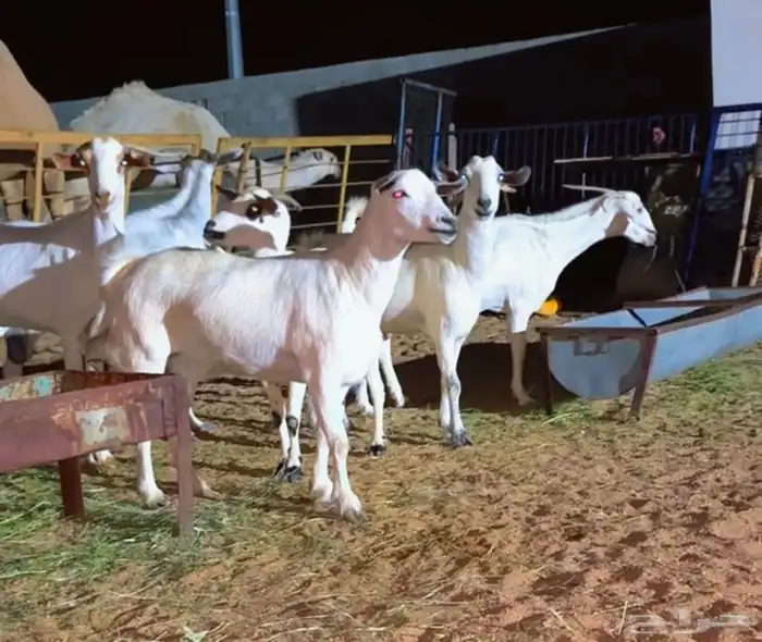 معزا بيشيات دفيع 6