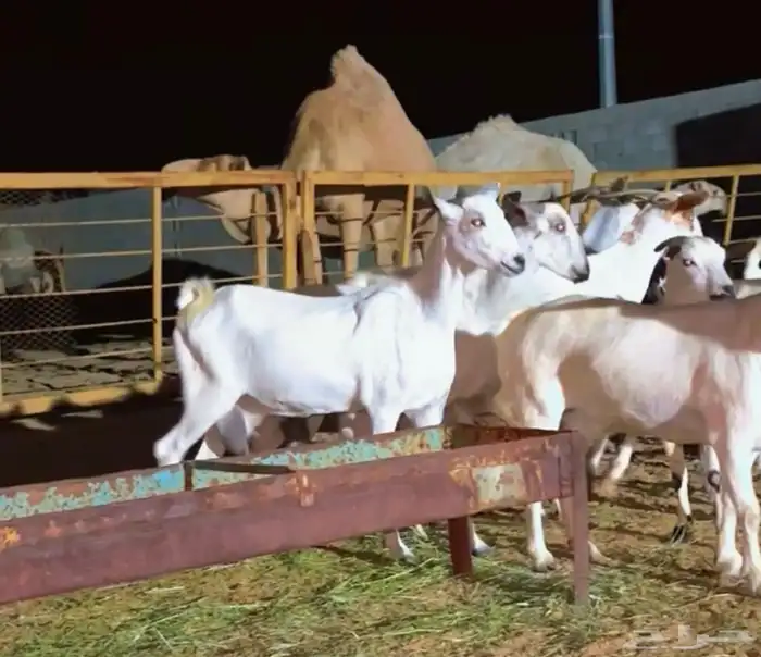 معزا بيشيات دفيع 2