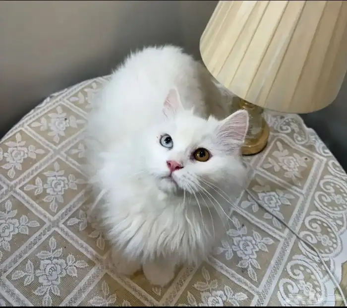 قطه انثى تركي انغورا للبيع 300 0