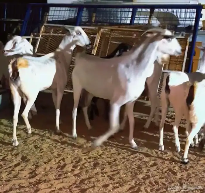 معزا بيشيات دفيع 0