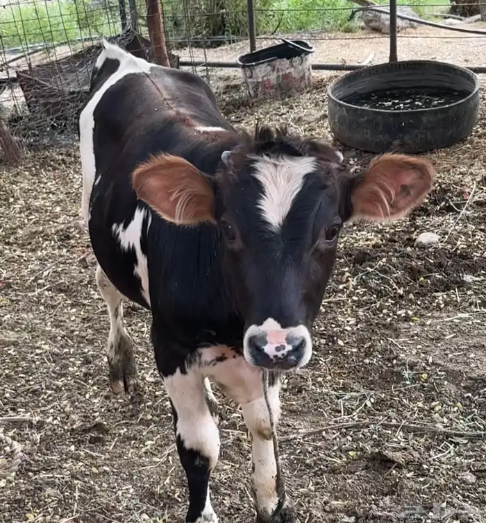 بقرة منيحه معها ولدها حليب 8 إلى 10 كيلو 2