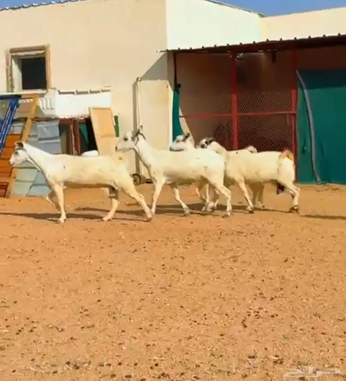 معزا بيشيات دفيع 7