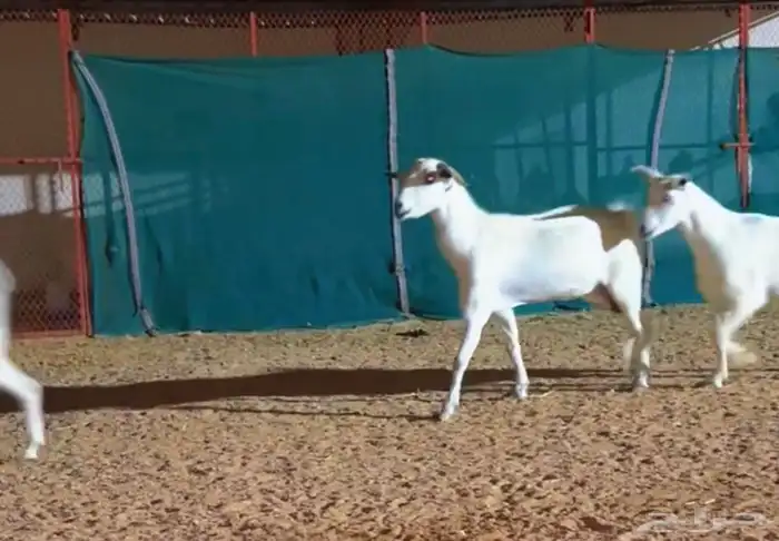 معزا بيشيات دفيع 5