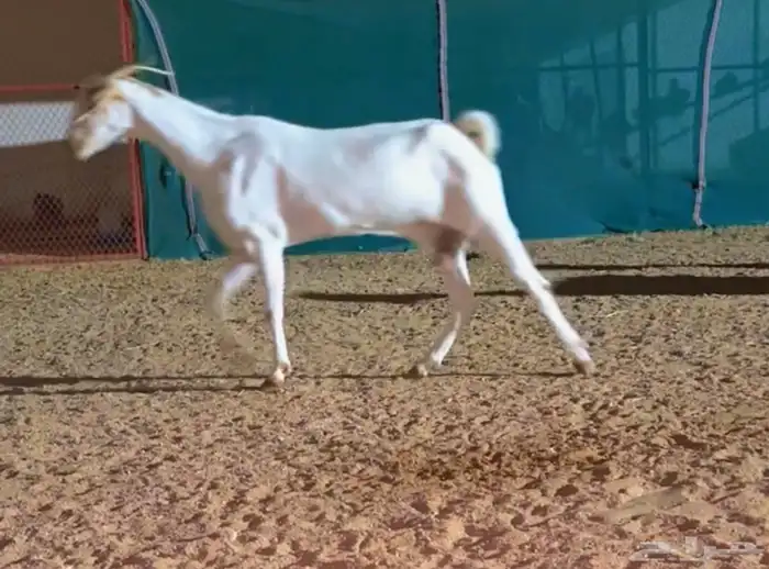 معزا بيشيات دفيع 4