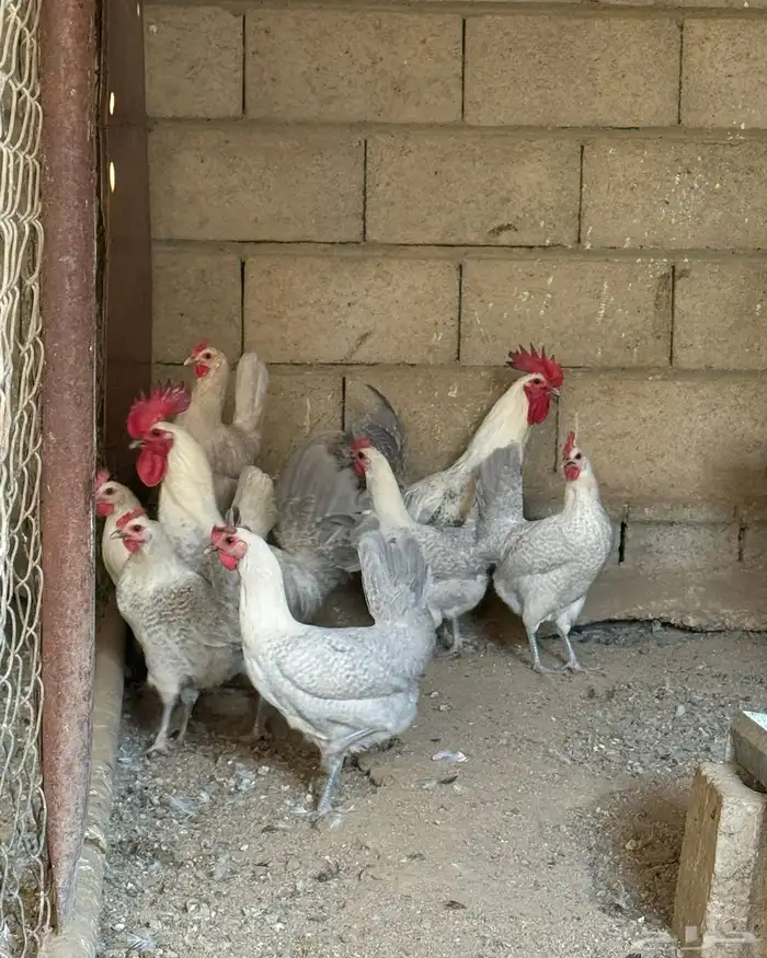 دجاج فيومي المنيوم ( فاخر ) 0