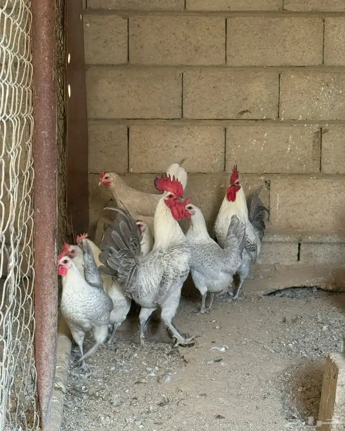 دجاج فيومي المنيوم ( فاخر ) 3