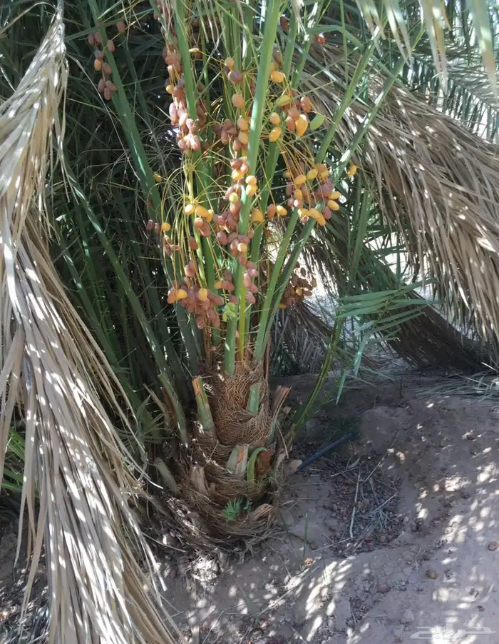 عروض اليوم الوطني نخل مثمر للبيع من 95 3