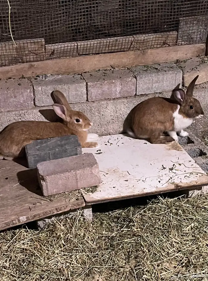 ارانب بلدي 4